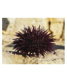 Uni / Red Sea Urchin Roe Uni / Red Sea Urchin Roe