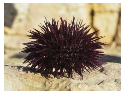 Uni / Red Sea Urchin Roe Uni / Red Sea Urchin Roe