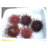 Uni / Red Sea Urchin Roe Uni / Red Sea Urchin Roe