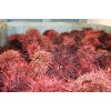Uni / Red Sea Urchin Roe Uni / Red Sea Urchin Roe