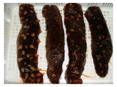 Sea Cucumbers Sea Cucumbers