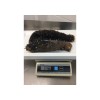 Sea Cucumbers
