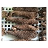 Sea Cucumbers