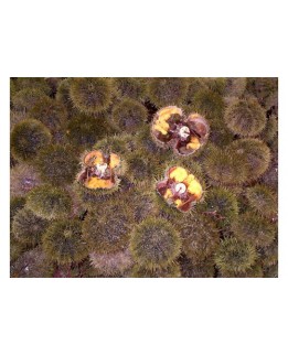 Live Green Sea Urchin Live Green Sea Urchin