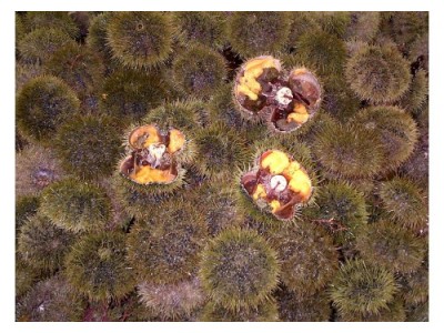 Live Green Sea Urchin Live Green Sea Urchin