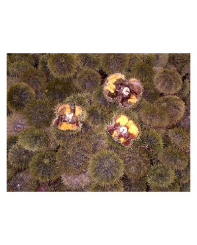 Live Green Sea Urchin Live Green Sea Urchin